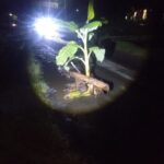 Aksi Tanam Pisang di Jalan Rusak