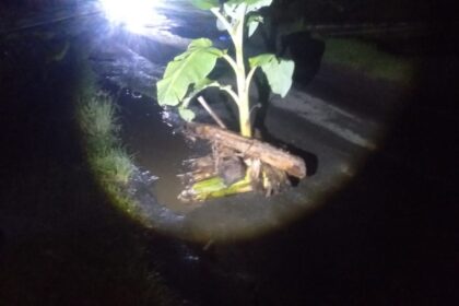 Aksi Tanam Pisang di Jalan Rusak