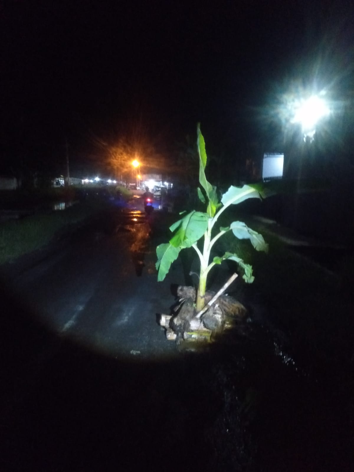 Aksi Tanam Pisang di Jalan Rusak 